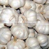 white Garlic