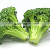 product specification for broccoli from China frozen type green cauliflower