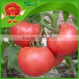 Fresh Red Organic Tomato thumbnail-1