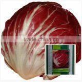 Red Ball Chicory Seeds Red No 2 thumbnail-1
