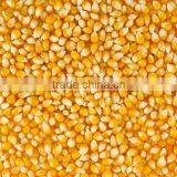 Maize Grit /flour Mill Machine Complete Plant for 100tons thumbnail-2
