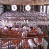 250mm PE Film Covered Single-Span Greenhouse For Cow/Pig Growing thumbnail-3