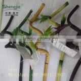 Indoor Foliage, Dracaena Sanderiana,Lucky Bamboo thumbnail-4