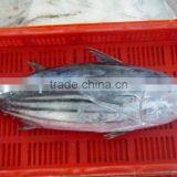 Frozen Skipjack Tuna thumbnail-2