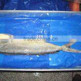 Mahi Mahi Whole Round thumbnail-1