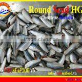 HGT FROZEN ROUND SCAD thumbnail-1