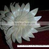 Sola Sun Flower thumbnail-1