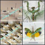 Professional Production 38mm Since Head Silver Insect Micro Pin For Lab Biology Education thumbnail-6