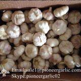 Loose Packing 5.5-6cm Fresh Red Garlic Produced In Jinxiang Shandong China thumbnail-5