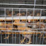 Kuwait Poultry Farming Chicken Supplier A Type Pullet Cage & Day Old Chick Cage Equipment With 90-200 Chicken