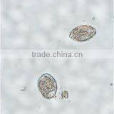 Parasitology Slides, Human Parasitolgy Slides , Biology Parasitolgy Slides thumbnail-5