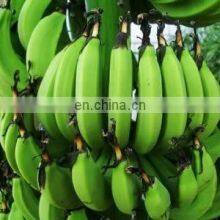 Green Banana Peeling Machine and Automatic Banana Peeler Plantain Peeler thumbnail-4