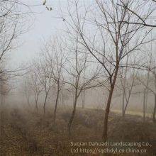 in 2020, the Price of a Chinese Tallow Tree With a Trunk Diameter of 10 Centimeters is 220 Yuan per Tree. Chinese Tallow Tree Base for Street Trees thumbnail-3