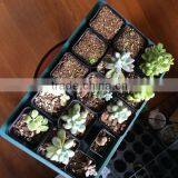 Seed Germination Tray/seed Starting Tray/seed Trays for Sale thumbnail-1