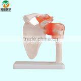 Life-size Shoulder Joint Model With Ligaments BIX-A1016 thumbnail-1