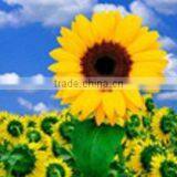 Thick Reverse Backlit Film