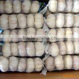 2013 Garlic thumbnail-1