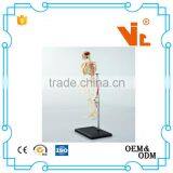 V-HM01 4D MASTER Artificial Human Bone Structure Model thumbnail-3
