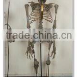 Polyresin Sculpture Human Body Skeleton With Metal Stand Model Display thumbnail-1