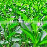 Stevia Suger: Stevia Extract Stevioside Rebaudioside A (RA) 95% thumbnail-2