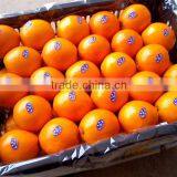 Navel Orange Fruit Cheap Price thumbnail-2