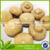 Mushroom in Tin thumbnail-2