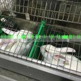 Cage For Sale (Female and Baby Rabbits/Commercial Rabbits)Rabbit Farming Cage, Industrial Cage for Rabbit ,Commercial Rabbit Cag thumbnail-6