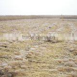 Hot Sale Mini Reed Harvesting Machine thumbnail-6