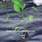 Anti-uv Weed Fabric PP Spunbonded Non Woven Fabric