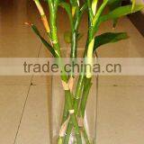 Square Glass Vase thumbnail-1