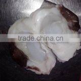 Frozen Giant Squid Neck thumbnail-5