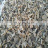 FROZEN WHOLE BABY CLAM thumbnail-1