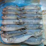 Best Quality Frozen Japanese Mackerel 300-400g thumbnail-1