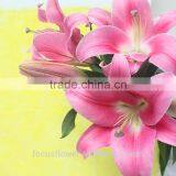 World Class Fresh Pink Lily Robina Flowers China Supplier thumbnail-3