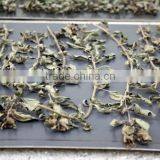 Dried Oregano Leaf thumbnail-2