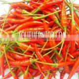 Chilli thumbnail-1