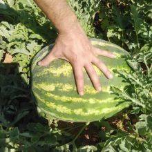 Middle Maturity Good Disease Resistance Hybrid f1 Watermelon Seeds for Planting thumbnail-3