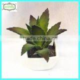 10cm New Design Hot Sale Names of Cactus Plants thumbnail-1