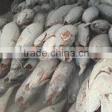 Frozen Long-line Albacore Tuna Whole Round thumbnail-3