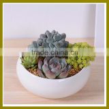 Jingdezhen Indoor round white mini ceramic pots for succulent plants pot for home decor                        
                                                                                Supplier's Choice