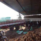 Fresh Semi Husked Matured Cocount thumbnail-1