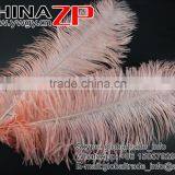ZPDECOR Trade Assurance Leading Supplier Wholesale Size From 50-55cm Cheap Dyed Champagne Ostrich Feather thumbnail-6