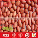 Round/long size red skin peanut kernel