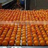 ORANGE FROM EGYPT thumbnail-2