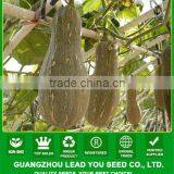 PU02 Lijian f1 Hybrid Sweet Pumpkin Seeds for Planting thumbnail-1