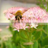 Zhuoyu-Motherwort Honey thumbnail-1