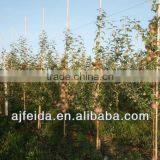 Bamboo Pole/bamboo Plant Supporting thumbnail-1
