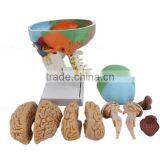 Vivid Human Body Anatomy Bone Plastic Skull Model thumbnail-3