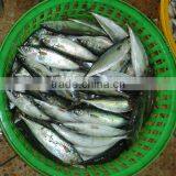 Frozen Pacific Mackerel Fish New Good Quality thumbnail-3