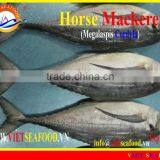 FROZEN W/R HORSE MACKEREL thumbnail-3